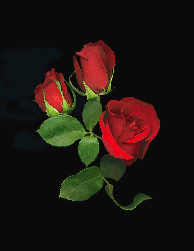 #1 RED ROSES