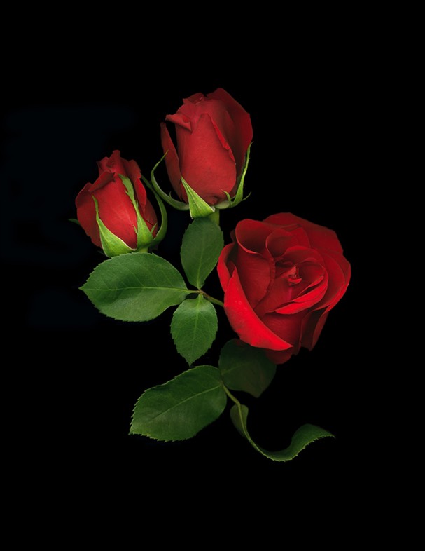 1_red_roses-2