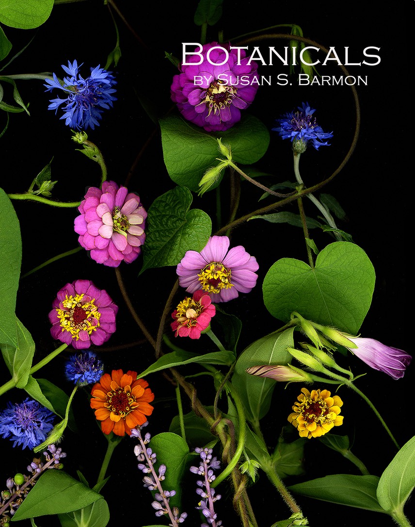 cover zinnia10x12.75-300d