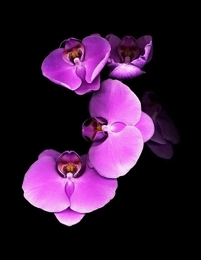 DENDROBIAN ORCHIDS copy