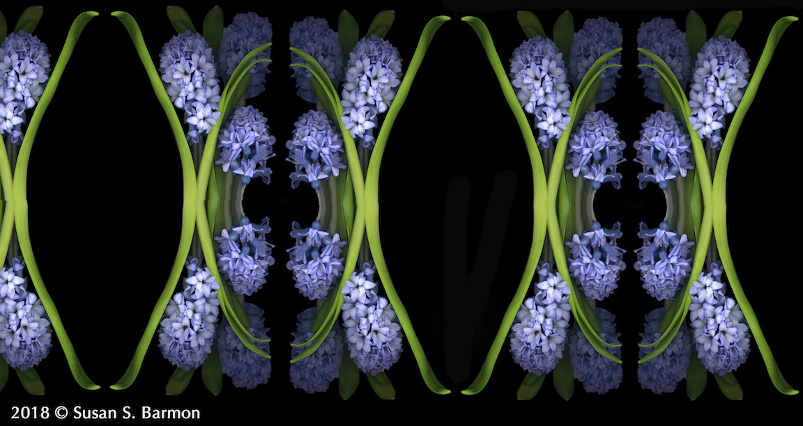 Hyacinth 72 dpi 