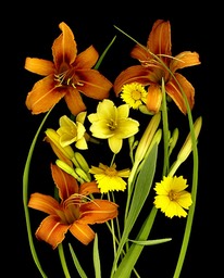 LILIES AND COREOPSIS