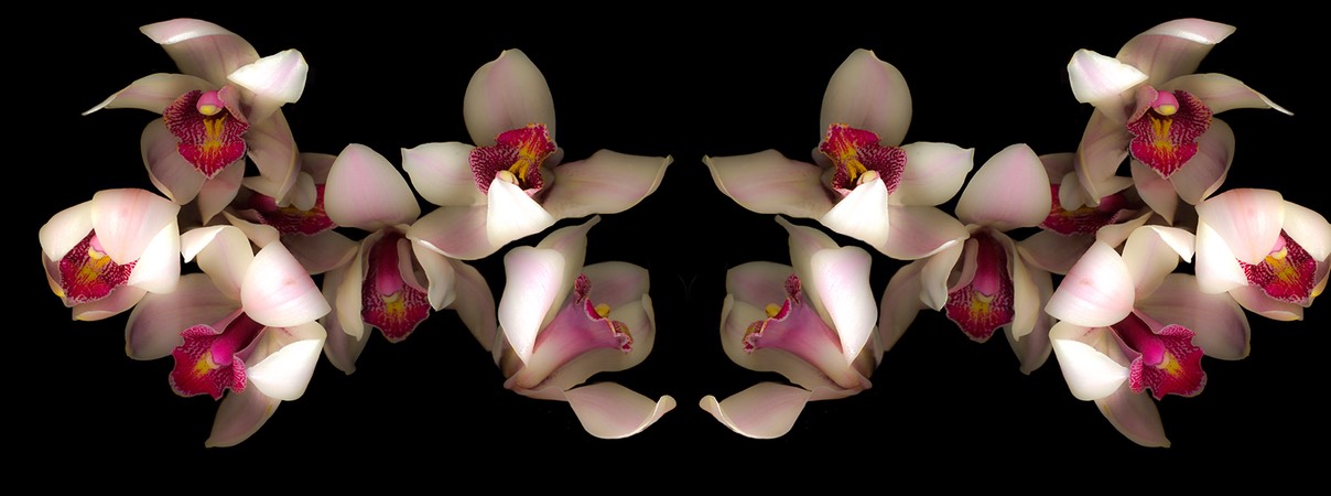 Pink and Fuscis Orchids vertical
