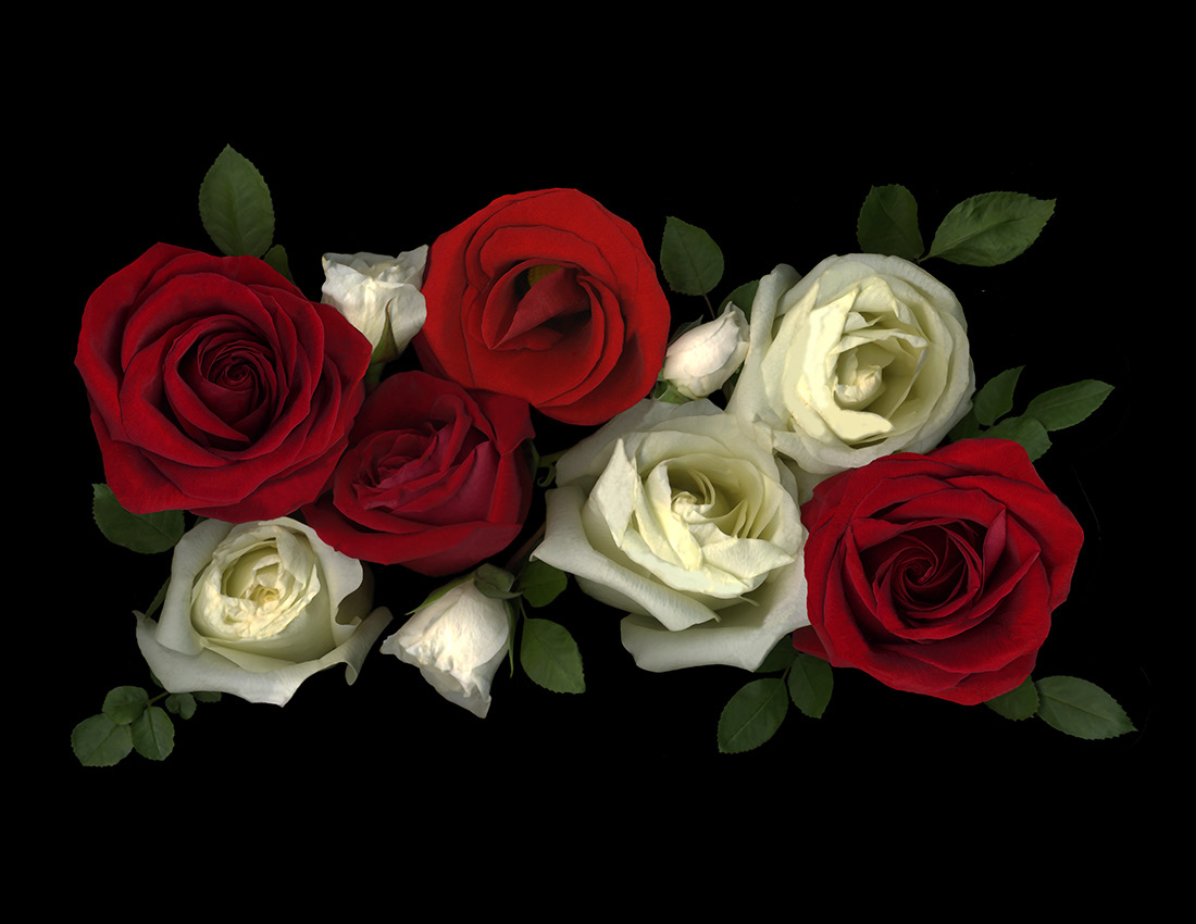 RED AND WHITE ROSES