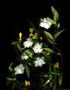 CONFEDERATE JASMINE AND CARNATIONS