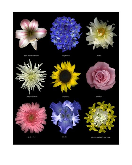 FLOWERS POSTER