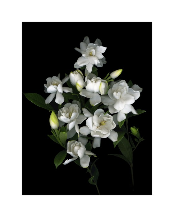 GARDENIA POSTER