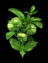 GREEN TOMATOES AND BASIL