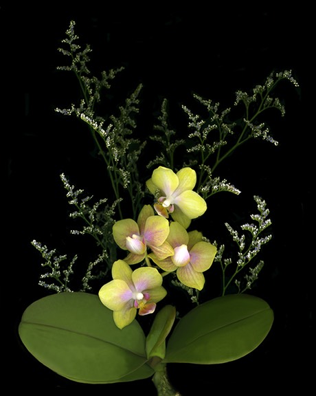 Mini Yellow Orchids #3