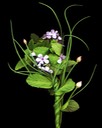 Mint, Phlox and Chive Blossoms 8x10-800dpi copy