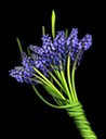 MUSCARI