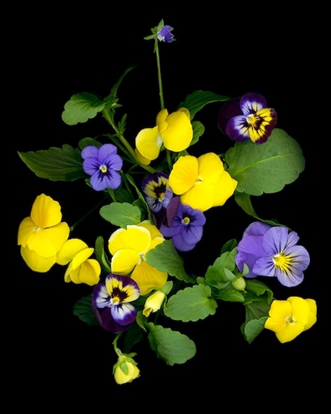 PANSIES #1