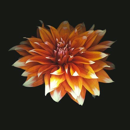 PERFECT DAHLIA